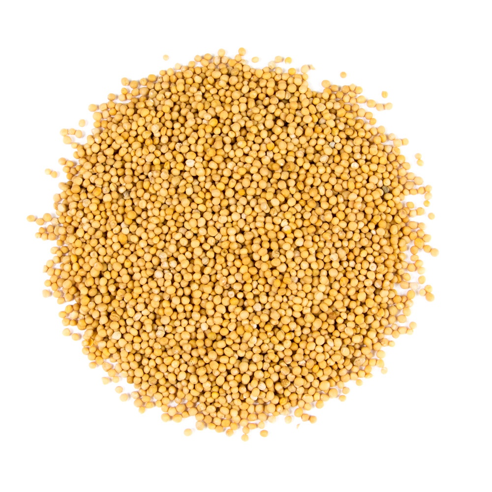 MUSTARD